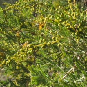 Acacia baileyana x Acacia decurrens at Fadden, ACT - 14 Jul 2019