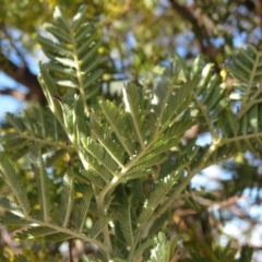 Acacia baileyana x Acacia decurrens at Fadden, ACT - 14 Jul 2019