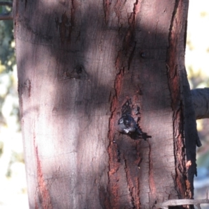 Acacia baileyana x Acacia decurrens at Fadden, ACT - 14 Jul 2019