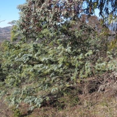 Acacia baileyana (Cootamundra Wattle, Golden Mimosa) at Wanniassa Hill - 13 Jul 2019 by KumikoCallaway
