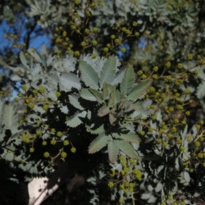 Acacia baileyana at Fadden, ACT - 14 Jul 2019