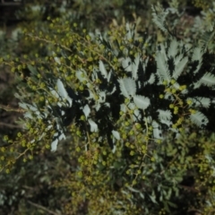 Acacia baileyana at Fadden, ACT - 14 Jul 2019