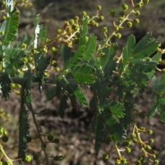 Acacia baileyana at Fadden, ACT - 14 Jul 2019