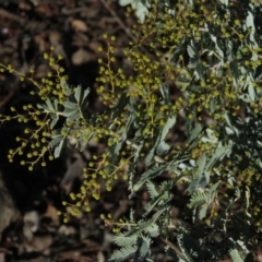 Acacia baileyana at Fadden, ACT - 14 Jul 2019 09:45 AM