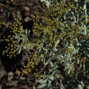 Acacia baileyana at Fadden, ACT - 14 Jul 2019