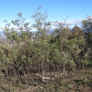 Acacia dealbata at Fadden, ACT - 14 Jul 2019