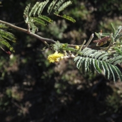 Acacia dealbata at Fadden, ACT - 14 Jul 2019 10:06 AM