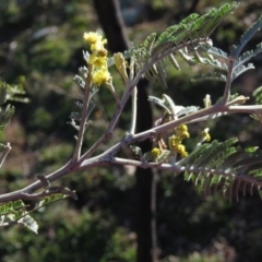 Acacia dealbata at Fadden, ACT - 14 Jul 2019 10:06 AM