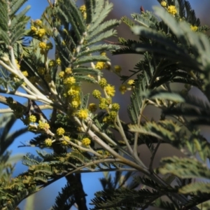 Acacia dealbata at Fadden, ACT - 14 Jul 2019