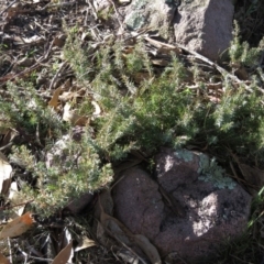 Juniperus communis (Juniper) at Wanniassa Hill - 14 Jul 2019 by KumikoCallaway