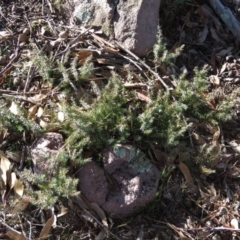 Juniperus communis at Fadden, ACT - 14 Jul 2019