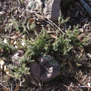 Juniperus communis at Fadden, ACT - 14 Jul 2019 10:29 AM