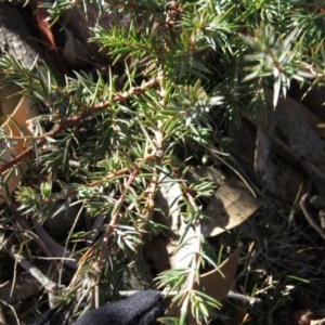 Juniperus communis at Fadden, ACT - 14 Jul 2019