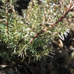 Juniperus communis at Fadden, ACT - 14 Jul 2019 10:29 AM