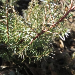 Juniperus communis at Fadden, ACT - 14 Jul 2019