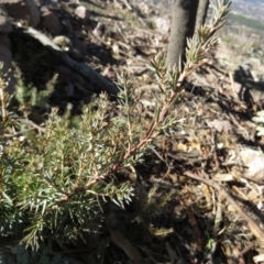 Juniperus communis at Fadden, ACT - 14 Jul 2019