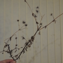 Bidens pilosa (Cobbler's Pegs, Farmer's Friend) at Banks, ACT - 11 Jul 2019 by MichaelBedingfield