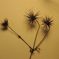 Bidens pilosa at Banks, ACT - 11 Jul 2019 09:34 PM