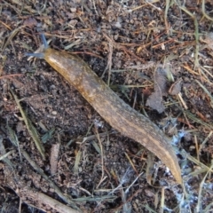 Limacus flavus (Yellow Cellar Slug) at Conder, ACT - 9 Jul 2019 by michaelb