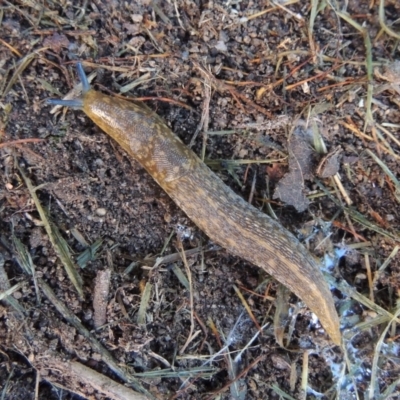 Limacus flavus (Yellow Cellar Slug) at Pollinator-friendly garden Conder - 9 Jul 2019 by michaelb