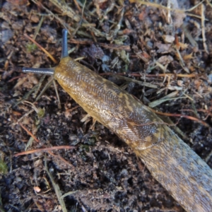 Limacus flavus at Conder, ACT - 9 Jul 2019