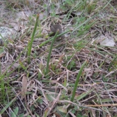 Microtis sp. (Onion Orchid) at Rob Roy Range - 4 Sep 2014 by michaelb