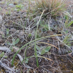 Microtis sp. (Onion Orchid) at Tuggeranong Hill - 13 Sep 2014 by michaelb