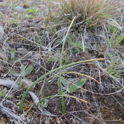 Microtis (genus) (onion orchids) at Theodore, ACT - 13 Sep 2014 by MichaelBedingfield