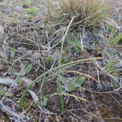 Microtis sp. (Onion Orchid) at Tuggeranong Hill - 13 Sep 2014 by michaelb