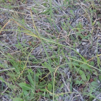 Microtis sp. (Onion Orchid) at Conder, ACT - 22 Sep 2016 by michaelb