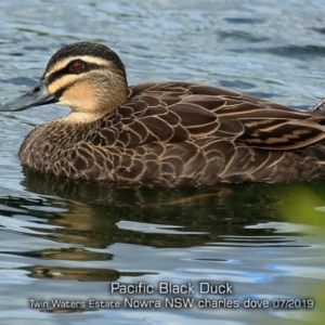 Anas superciliosa at South Nowra, NSW - 13 Jul 2019