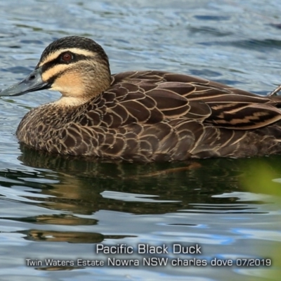Anas superciliosa (Pacific Black Duck) at South Nowra, NSW - 12 Jul 2019 by Charles Dove
