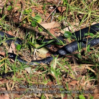 Pseudechis porphyriacus (Red-bellied Black Snake) at Wairo Beach and Dolphin Point - 13 Jul 2019 by Charles Dove
