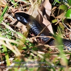 Pseudechis porphyriacus at Burrill Lake, NSW - 14 Jul 2019 12:00 AM