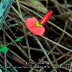 Kennedia prostrata (Running Postman) at South Pacific Heathland Reserve - 12 Jul 2019 by CharlesDove