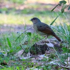 Ptilonorhynchus violaceus (Satin Bowerbird) at Mollymook Beach, NSW - 14 Jul 2019 by CharlesDove