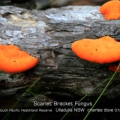 Trametes coccinea (Scarlet Bracket) at South Pacific Heathland Reserve - 13 Jul 2019 by Charles Dove
