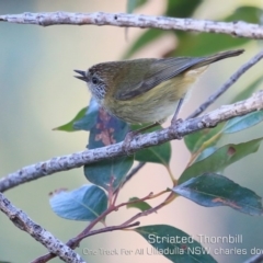 Acanthiza lineata (Striated Thornbill) at Ulladulla Reserves Bushcare - 12 Jul 2019 by CharlesDove