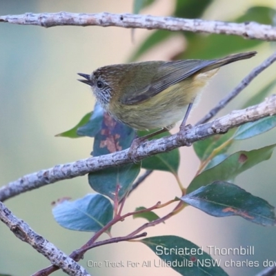 Acanthiza lineata (Striated Thornbill) at Ulladulla Reserves Bushcare - 12 Jul 2019 by CharlesDove