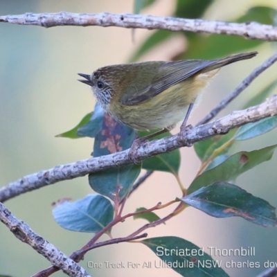 Acanthiza lineata (Striated Thornbill) at Ulladulla, NSW - 11 Jul 2019 by CharlesDove