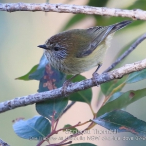 Acanthiza lineata at Ulladulla Reserves Bushcare - 12 Jul 2019