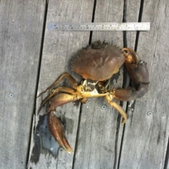 Scylla serrata (Mud Crab, Mangrove Crab) at Wonboyn, NSW - 12 Dec 2013 by Jeeves