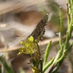 Theclinesthes serpentata (Saltbush Blue) at Red Hill Nature Reserve - 15 Jul 2019 by LisaH