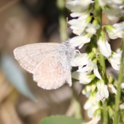 Zizina otis (Common Grass-Blue) at Deakin, ACT - 15 Jul 2019 by LisaH