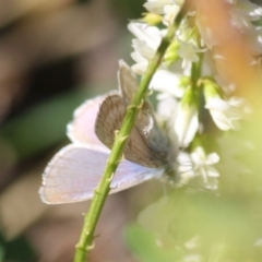 Zizina otis at Deakin, ACT - 15 Jul 2019