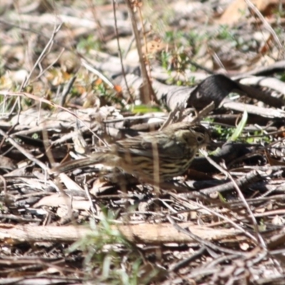Pyrrholaemus sagittatus (Speckled Warbler) at Red Hill Nature Reserve - 15 Jul 2019 by LisaH