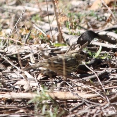 Pyrrholaemus sagittatus (Speckled Warbler) at Deakin, ACT - 15 Jul 2019 by LisaH