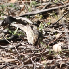 Pyrrholaemus sagittatus at Deakin, ACT - 15 Jul 2019