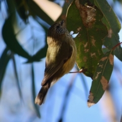 Acanthiza lineata (Striated Thornbill) at Deakin, ACT - 15 Jul 2019 by LisaH