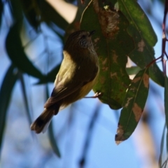 Acanthiza lineata at Deakin, ACT - 15 Jul 2019